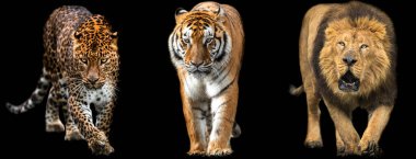Aslan, Kaplan ve Panter 'in şablonu