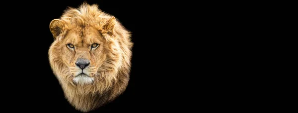 黒を基調としたライオンのテンプレート — ストック写真
