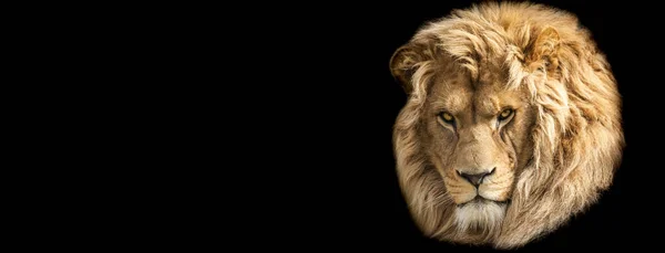 Template Lion Black Background — Stock Photo, Image