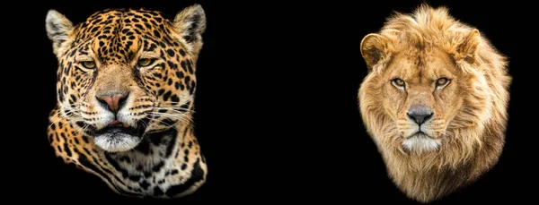 Szablon Lwa Jaguara Czarnym Tłem — Zdjęcie stockowe