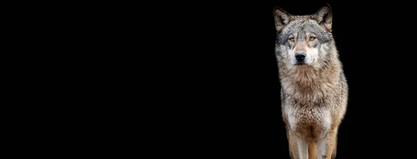 Modelo Lobo Cinzento Com Fundo Preto — Fotografia de Stock