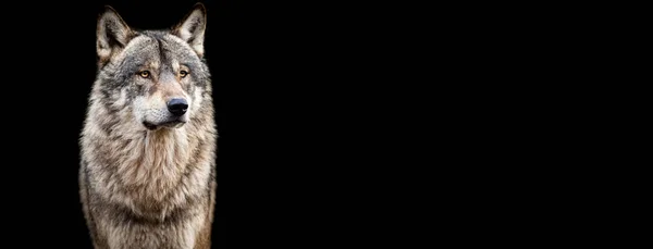 Modelo Lobo Cinzento Com Fundo Preto — Fotografia de Stock