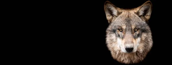 Template Van Grijze Wolf Met Een Zwarte Achtergrond — Stockfoto