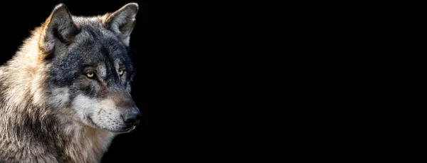 黒を基調とした灰色の狼のテンプレート — ストック写真