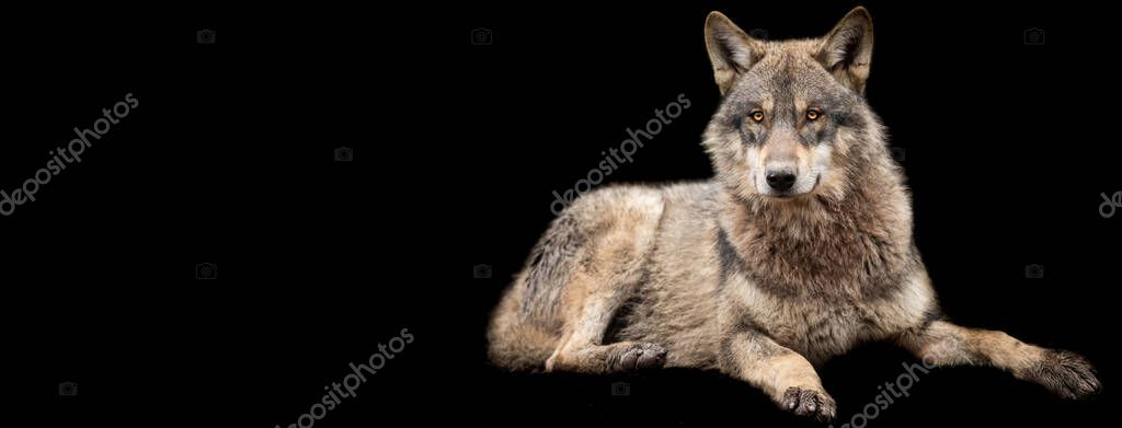 Template of Grey wolf with a black background