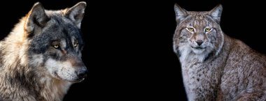 Siyah bir geçmişi olan Luchs ve Kurt 'un şablonu