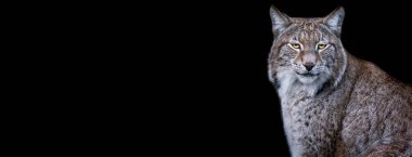 Siyah arkaplan ile Lynx şablonu