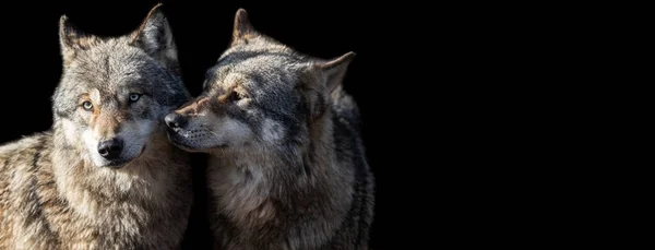 Modelo Lobo Cinzento Com Fundo Preto — Fotografia de Stock