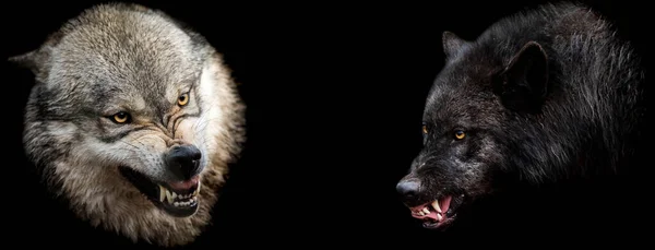 Plantilla Lobos Con Fondo Negro — Foto de Stock