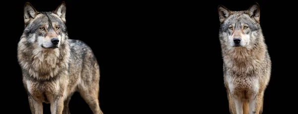Шаблон Серого Волка Чёрном Фоне — стоковое фото