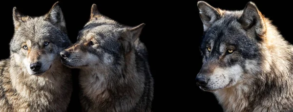 Modelo Lobo Cinzento Com Fundo Preto — Fotografia de Stock