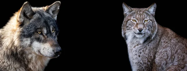 具有黑色背景的山猫和狼模板 — 图库照片