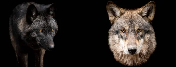 Szablon Wilków Czarnym Tłem — Zdjęcie stockowe
