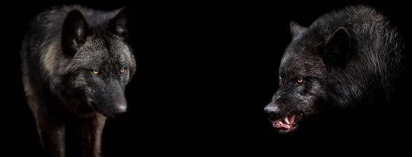 Siyah arkaplan ile siyah kurt şablonu