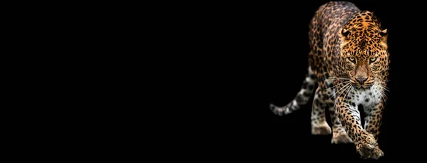Шаблон Пантеры Черным Фоном — стоковое фото