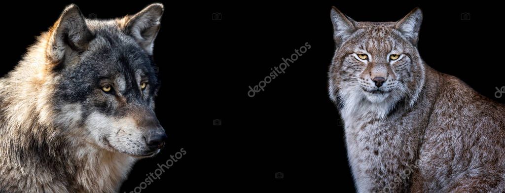 Template of Lynx and wolf with a black background