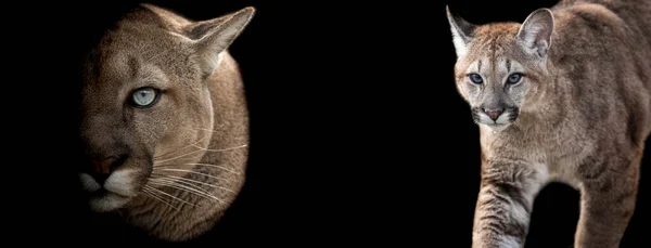 Szablon Cougar Czarnym Tłem — Zdjęcie stockowe