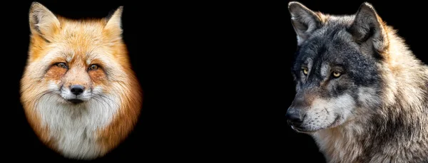 Modelo Raposa Vermelha Lobo Com Fundo Preto — Fotografia de Stock