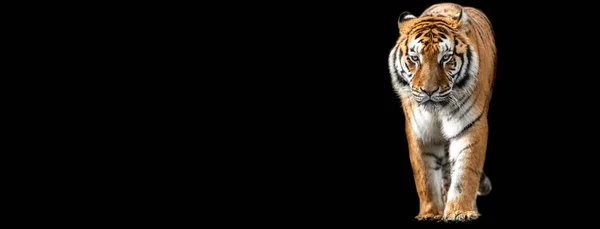 Template Van Tiger Met Een Zwarte Achtergrond — Stockfoto