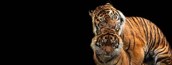 Plantilla Tigre Con Fondo Negro —  Fotos de Stock