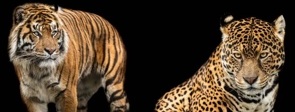 Modelo Tigre Onça Pintada Com Fundo Preto — Fotografia de Stock