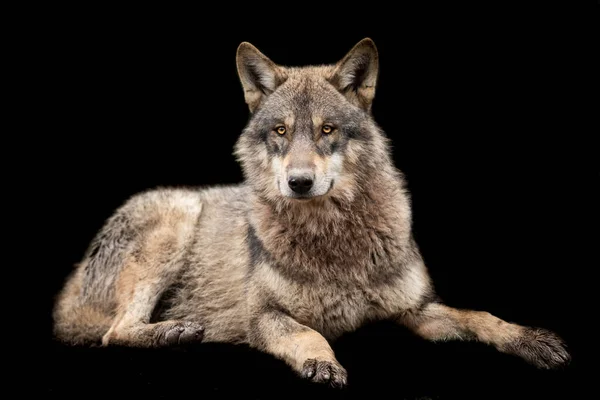 Grey Wolf Dengan Latar Belakang Hitam — Stok Foto