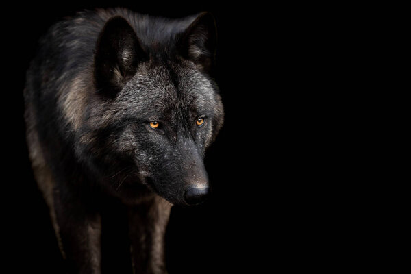 Black wolf with a black background