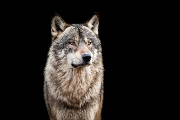 Серый Волк Чёрным Фоном — стоковое фото