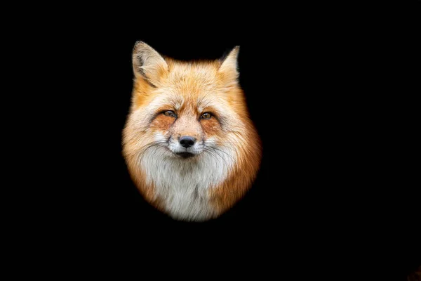 Red fox with a black background