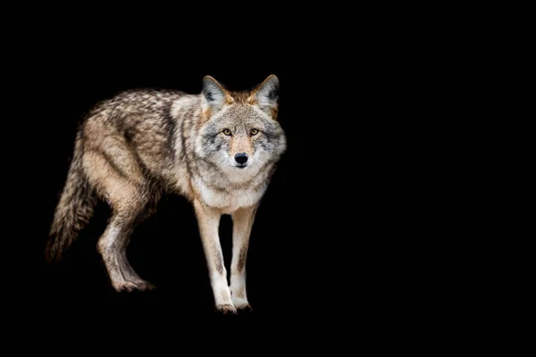 Kojot Czarnym Tłem — Zdjęcie stockowe