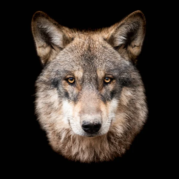 Grey Wolf Black Background — Stock Photo, Image