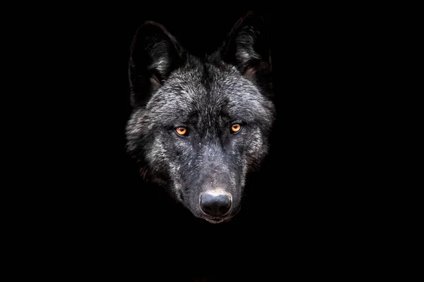 Lobo Negro Com Fundo Preto — Fotografia de Stock