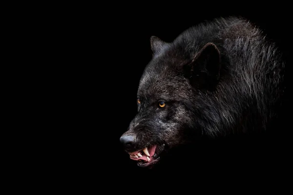 black wolf wallpaper hd