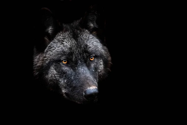 Lobo Negro Con Fondo Negro —  Fotos de Stock