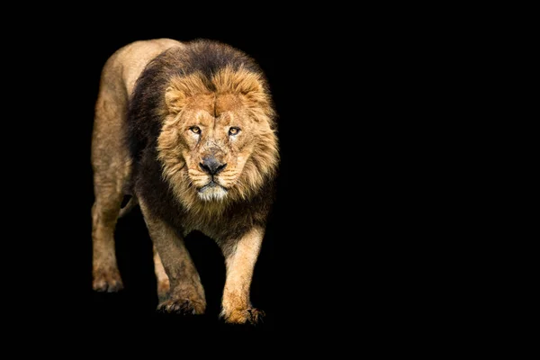 黒を基調としたライオン — ストック写真