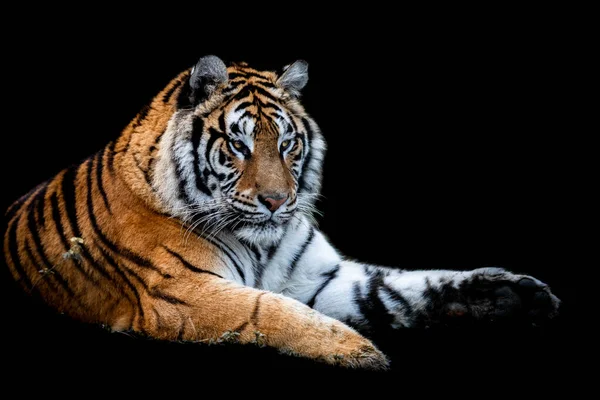 Tiger Med Svart Bakgrund — Stockfoto