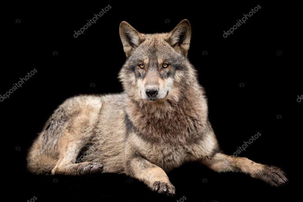 Grey wolf with a black background