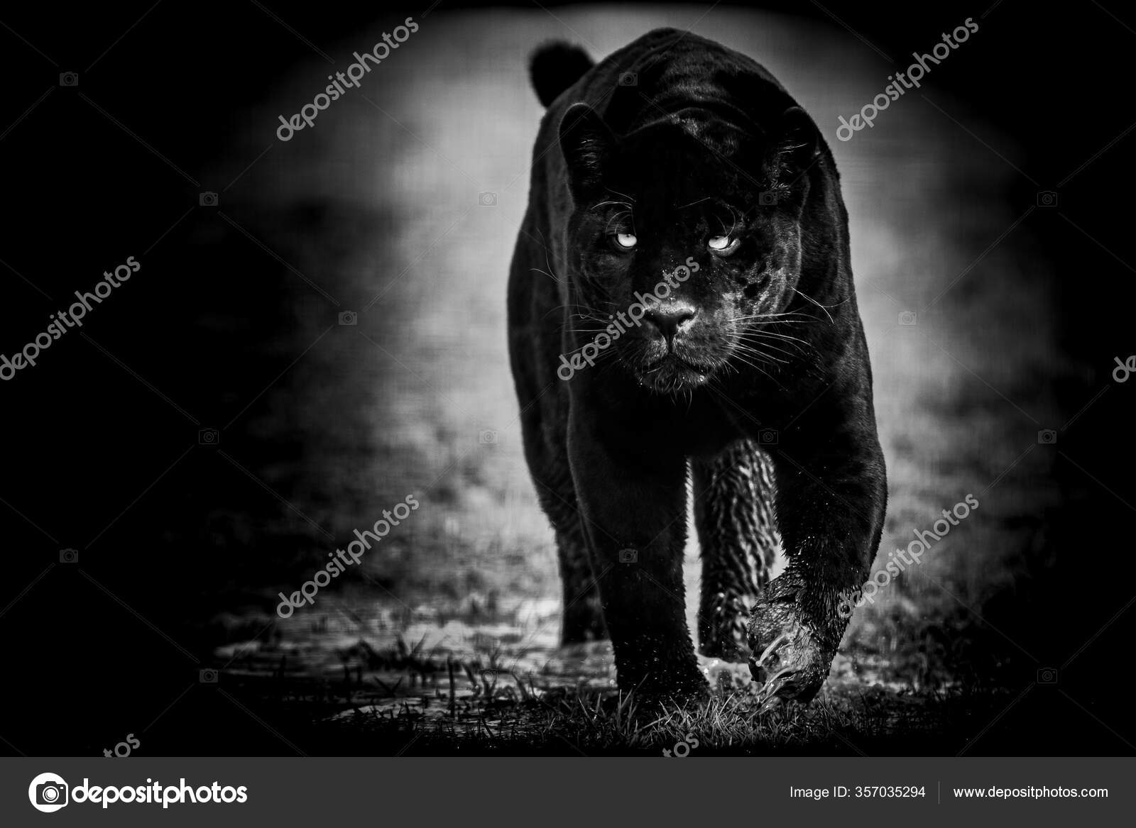 5900 Black Jaguar Stock Photos Pictures  RoyaltyFree Images  iStock   Black panther Panther Black leopard