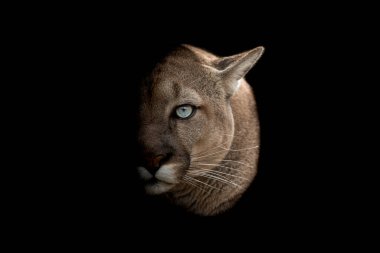 Siyah arka planı olan bir puma