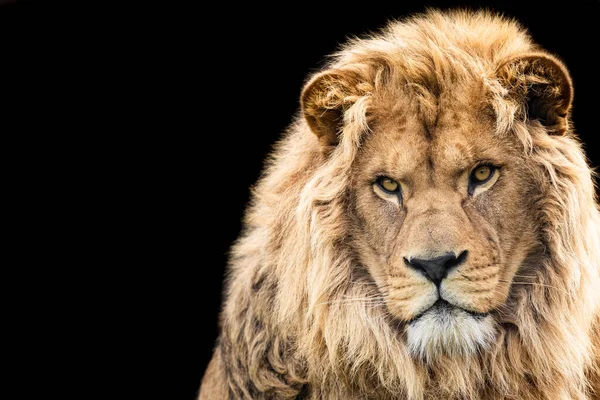 León Con Fondo Negro — Foto de Stock