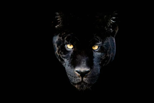 Černý Jaguár Černým Pozadím — Stock fotografie