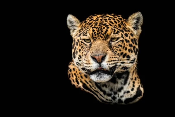 Jaguar Med Svart Bakgrund — Stockfoto