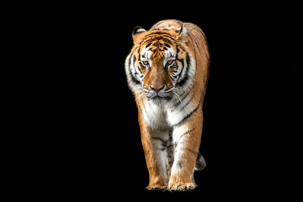 Tigre Con Fondo Negro — Foto de Stock