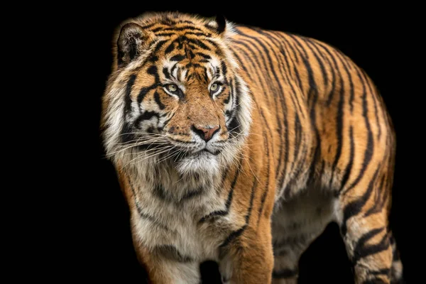 Tiger Mit Schwarzem Hintergrund — Stockfoto