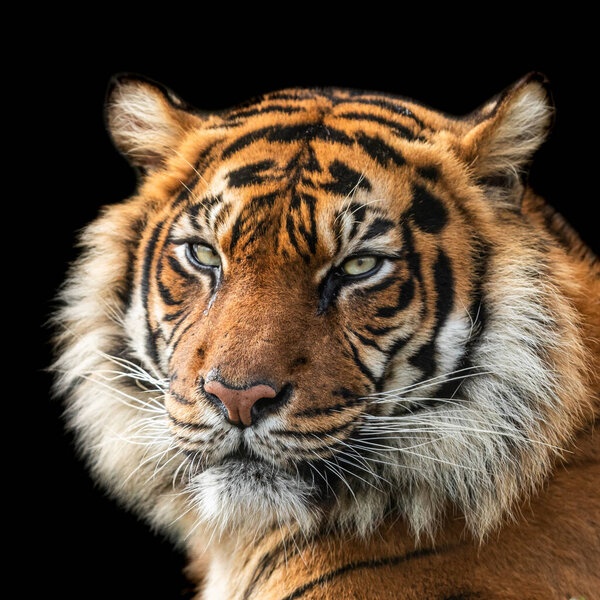 Tiger with a black background