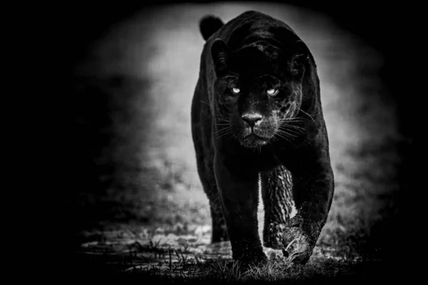 Schwarzer Jaguar Mit Schwarzem Hintergrund — Stockfoto