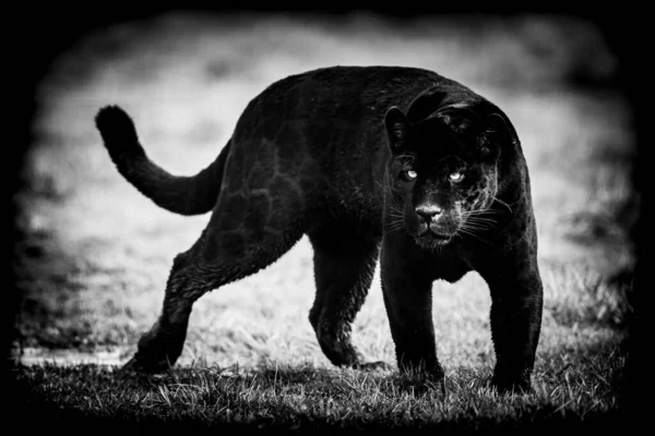 Чёрный Ягуар Чёрным Фоном — стоковое фото