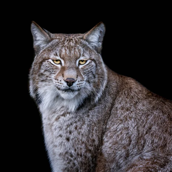 Lynx Med Svart Bakgrund — Stockfoto
