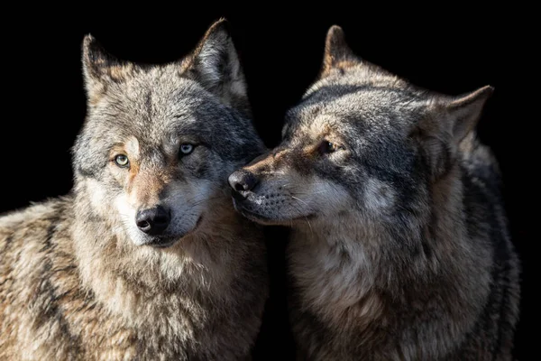 Grey wolf with a black background