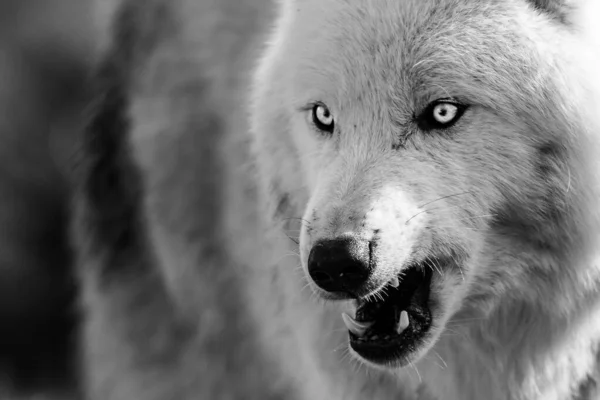 White Wolf Black Background — Stock Photo, Image